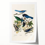 Realism Art Prints - Birds of America by John James Audubon Vintage Art