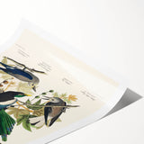 Realism Art Prints - Birds of America by John James Audubon Vintage Art