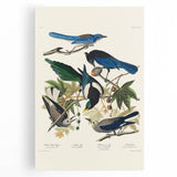 Realism Art Prints - Birds of America by John James Audubon Vintage Art