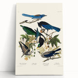 Realism Art Prints - Birds of America by John James Audubon Vintage Art