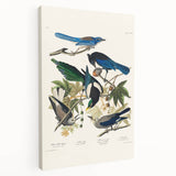 Realism Art Prints - Birds of America by John James Audubon Vintage Art