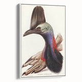 Australian Cassowary by Elizabeth Gould - Romantic Wildlife Art Print
