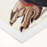 Australian Cassowary by Elizabeth Gould - Romantic Wildlife Art Print