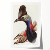 Australian Cassowary by Elizabeth Gould - Romantic Wildlife Art Print