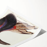 Australian Cassowary by Elizabeth Gould - Romantic Wildlife Art Print
