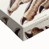 Australian Cassowary by Elizabeth Gould - Romantic Wildlife Art Print