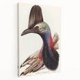 Australian Cassowary by Elizabeth Gould - Romantic Wildlife Art Print