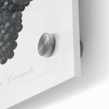 Black Canaiolo by Giorgio Gallesio - Romanticism Botanical Art Print