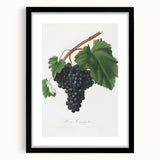 Black Canaiolo by Giorgio Gallesio - Romanticism Botanical Art Print