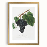 Black Canaiolo by Giorgio Gallesio - Romanticism Botanical Art Print