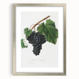 Black Canaiolo by Giorgio Gallesio - Romanticism Botanical Art Print