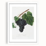 Black Canaiolo by Giorgio Gallesio - Romanticism Botanical Art Print