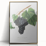 Black Canaiolo by Giorgio Gallesio - Romanticism Botanical Art Print