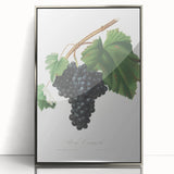 Black Canaiolo by Giorgio Gallesio - Romanticism Botanical Art Print