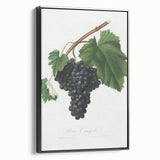 Black Canaiolo by Giorgio Gallesio - Romanticism Botanical Art Print