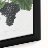 Black Canaiolo by Giorgio Gallesio - Romanticism Botanical Art Print