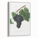 Black Canaiolo by Giorgio Gallesio - Romanticism Botanical Art Print