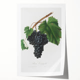 Black Canaiolo by Giorgio Gallesio - Romanticism Botanical Art Print