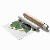 Black Canaiolo by Giorgio Gallesio - Romanticism Botanical Art Print