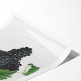 Black Canaiolo by Giorgio Gallesio - Romanticism Botanical Art Print