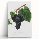 Black Canaiolo by Giorgio Gallesio - Romanticism Botanical Art Print