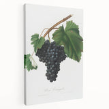 Black Canaiolo by Giorgio Gallesio - Romanticism Botanical Art Print