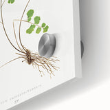 Realism Art Prints - Southern Maidenhair Fern by Edward Lowe Botanical Art