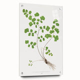 Realism Art Prints - Southern Maidenhair Fern by Edward Lowe Botanical Art