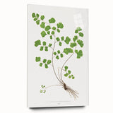 Realism Art Prints - Southern Maidenhair Fern by Edward Lowe Botanical Art
