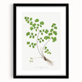 Realism Art Prints - Southern Maidenhair Fern by Edward Lowe Botanical Art