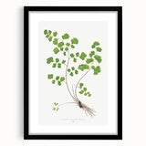 Realism Art Prints - Southern Maidenhair Fern by Edward Lowe Botanical Art