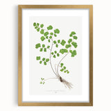 Realism Art Prints - Southern Maidenhair Fern by Edward Lowe Botanical Art