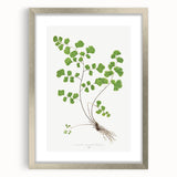 Realism Art Prints - Southern Maidenhair Fern by Edward Lowe Botanical Art