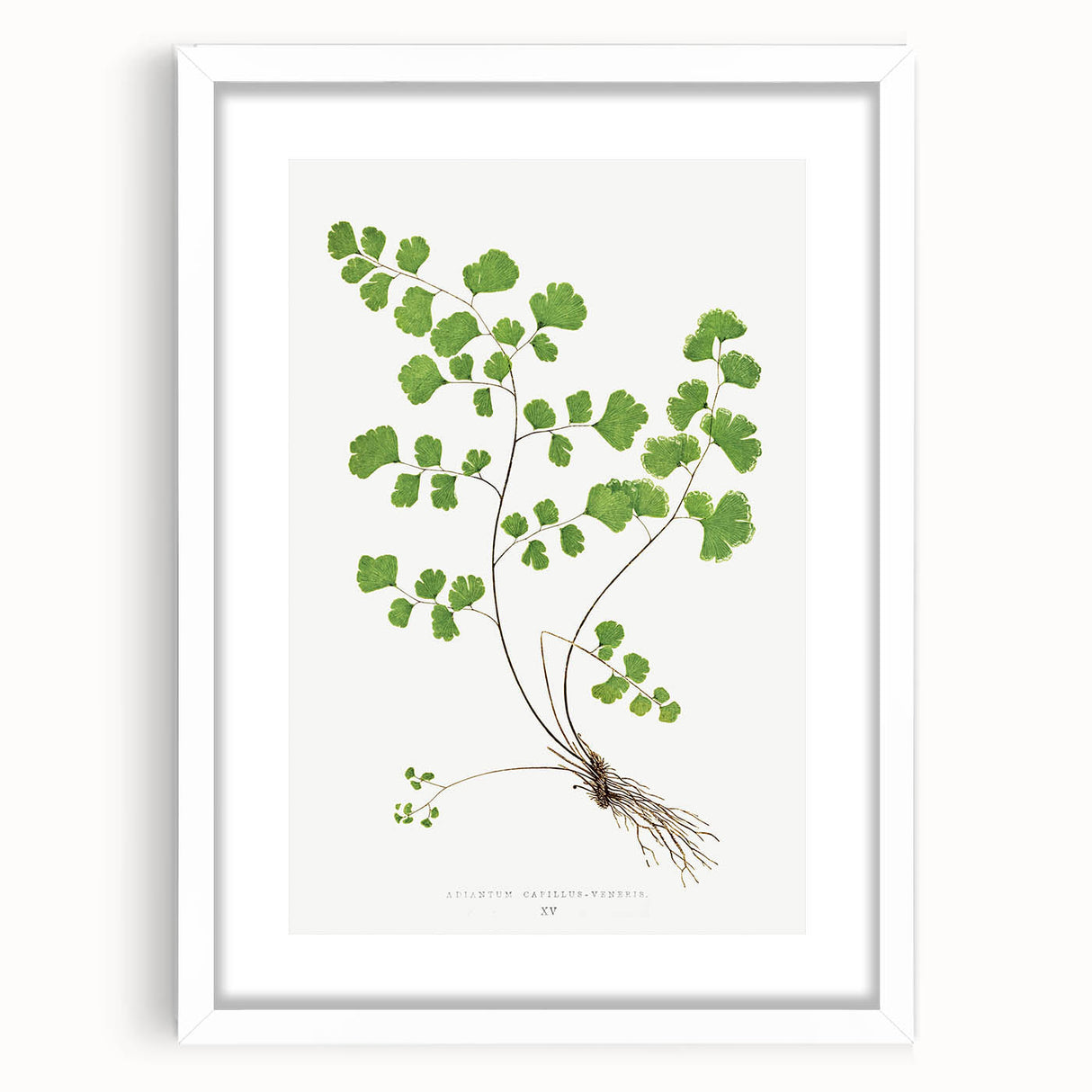 Realism Art Prints - Southern Maidenhair Fern by Edward Lowe Botanical Art