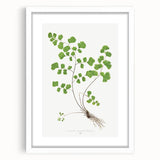 Realism Art Prints - Southern Maidenhair Fern by Edward Lowe Botanical Art