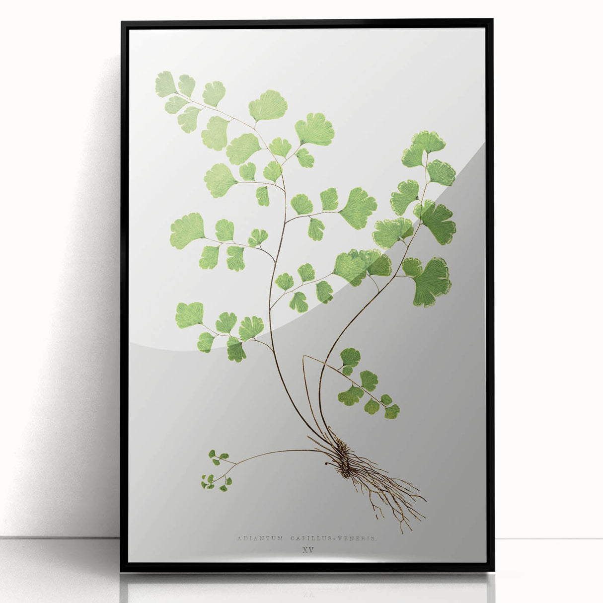 Realism Art Prints - Southern Maidenhair Fern by Edward Lowe Botanical Art