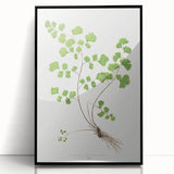 Realism Art Prints - Southern Maidenhair Fern by Edward Lowe Botanical Art