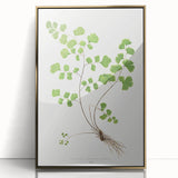 Realism Art Prints - Southern Maidenhair Fern by Edward Lowe Botanical Art