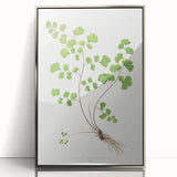 Realism Art Prints - Southern Maidenhair Fern by Edward Lowe Botanical Art