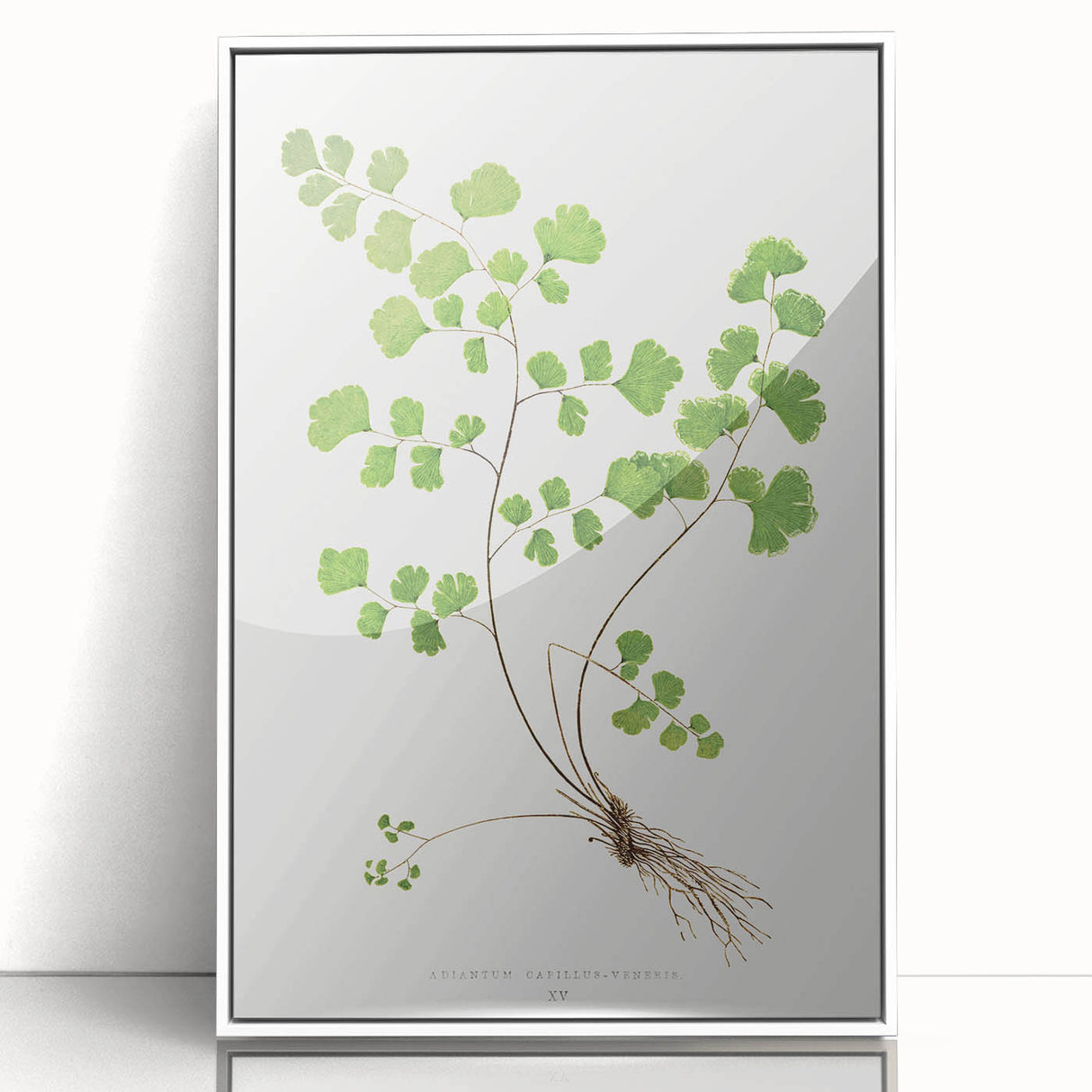 Realism Art Prints - Southern Maidenhair Fern by Edward Lowe Botanical Art