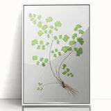 Realism Art Prints - Southern Maidenhair Fern by Edward Lowe Botanical Art
