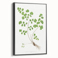 Realism Art Prints - Southern Maidenhair Fern by Edward Lowe Botanical Art