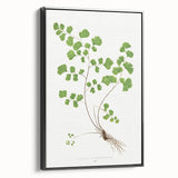 Realism Art Prints - Southern Maidenhair Fern by Edward Lowe Botanical Art