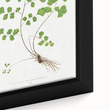 Realism Art Prints - Southern Maidenhair Fern by Edward Lowe Botanical Art