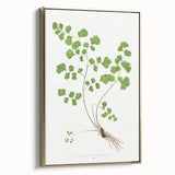 Realism Art Prints - Southern Maidenhair Fern by Edward Lowe Botanical Art
