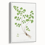Realism Art Prints - Southern Maidenhair Fern by Edward Lowe Botanical Art