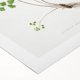 Realism Art Prints - Southern Maidenhair Fern by Edward Lowe Botanical Art