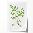 Realism Art Prints - Southern Maidenhair Fern by Edward Lowe Botanical Art