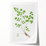 Realism Art Prints - Southern Maidenhair Fern by Edward Lowe Botanical Art