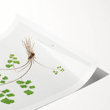 Realism Art Prints - Southern Maidenhair Fern by Edward Lowe Botanical Art